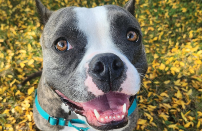 Central Bark Franchise dog smiling at the camera.